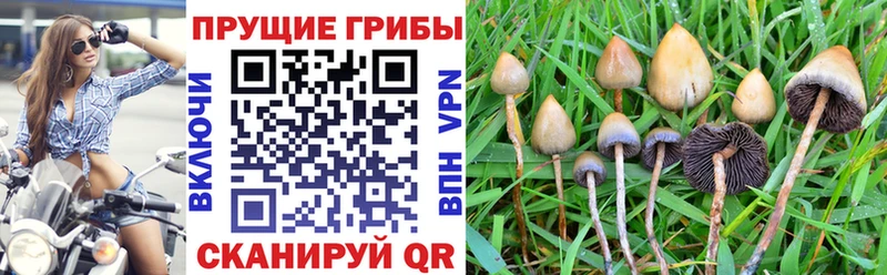 Купить  Новый Оскол  Псилоцибиновые грибы мицелий 